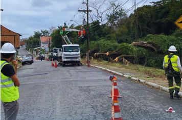 Ação de Remoção de Árvores para Garantia de Segurança em Jacupiranga