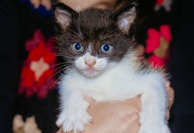 Gatinhos recém-nascidos esperam por um lar 