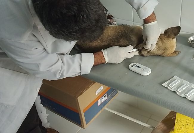 Animais recebem microchip com o objetivo de coibir abandono 